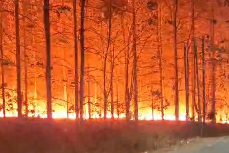 Panas Ekstrem, 8 Kebakaran Lahan Terjadi di Madiun, Penyebabnya Kelalaian Manusia