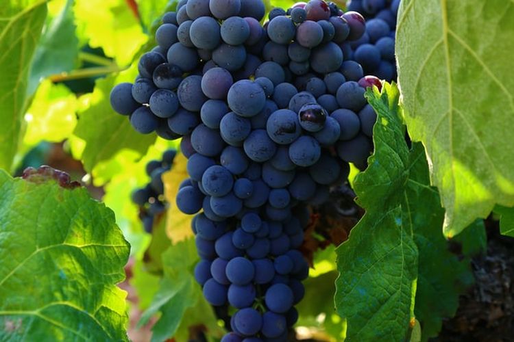 Ilustrasi tanaman anggur