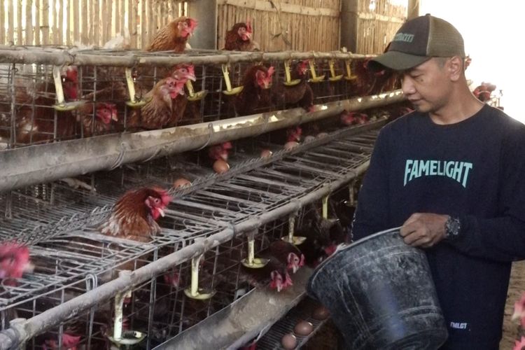 Curhat Peternak Kebumen: Produksi Telur Melimpah, Harga Malah Anjlok 