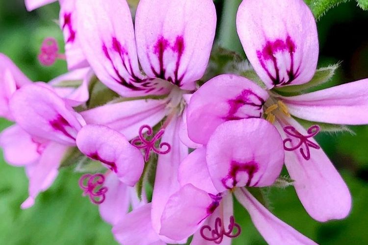 Bunga geranium wangi atau scented gerenium