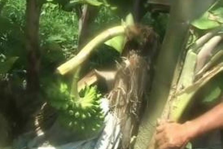 Sebatang pohon pisang milik Nona, petani kebun pisang dari desa Rea kecamatan Binuang sulawesi barat ini ternyata berbuah lagi setelah dua pekan sebelumnya dipanen dan ditebang pemiliknya.