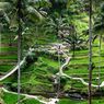 7 Wisata Gratis di Ubud, Bisa Kunjungi Tempat Populer