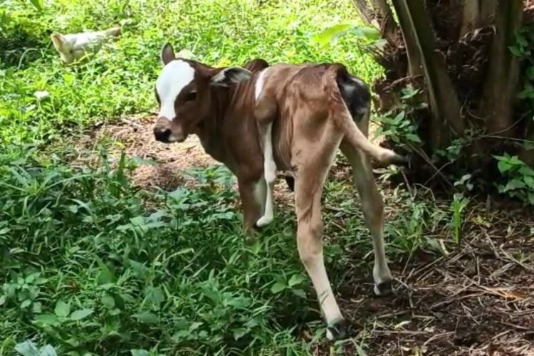 Seekor anak sapi lahir dengan kaki 6 di Huta III, Nagori Pematang Gajing, Kecamatan Gunung Malela, Kabupaten Simalungun.