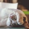 Kenapa Kucing Menutup Wajahnya Saat Tidur? Ini 4 Alasannya