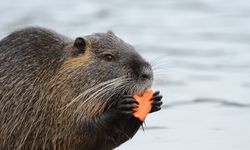 Berang-berang Bisa Jadi Kunci Penyelamat Iklim Dunia