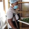 Cerita Disabilitas di Sikka Sukses Olah Kelor Jadi Teh Aneka Varian