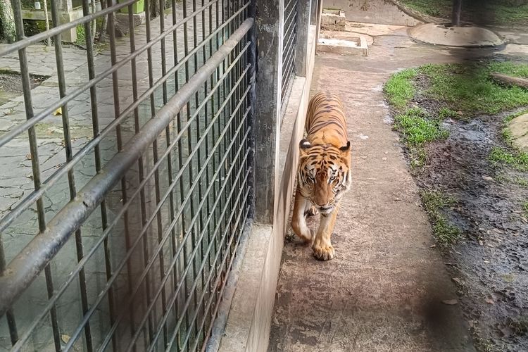 Mengenal Pesona Si El, Harimau Benggala yang Curi Perhatian Wisatawan di Taman Cikembulan Garut