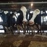 Sapi Sehat Harus Rajin 