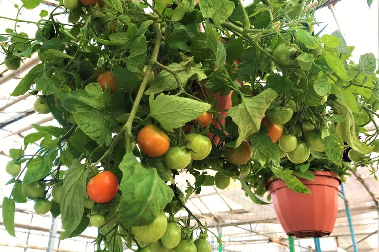 Ilustrasi menanam tomat di pot gantung. 