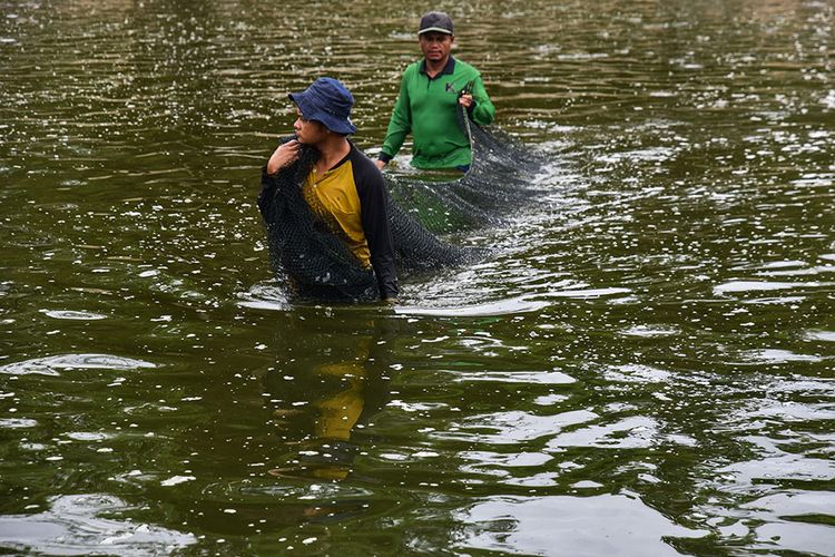 Foto dirilis Senin (28/9/2020), memperlihatkan proses pemanenan ikan patin menggunakan jala di Kampung Patin, Desa Koto Masjid, Kampar, Riau. Kampung Patin merupakan salah satu sentra ikan patin terintegrasi di Riau, dengan luas areal perkolaman kini mencapai 150 hektare yang mayoritas dikelola warga setempat dan bisa memanen 12 hingga 15 ton ikan per harinya.