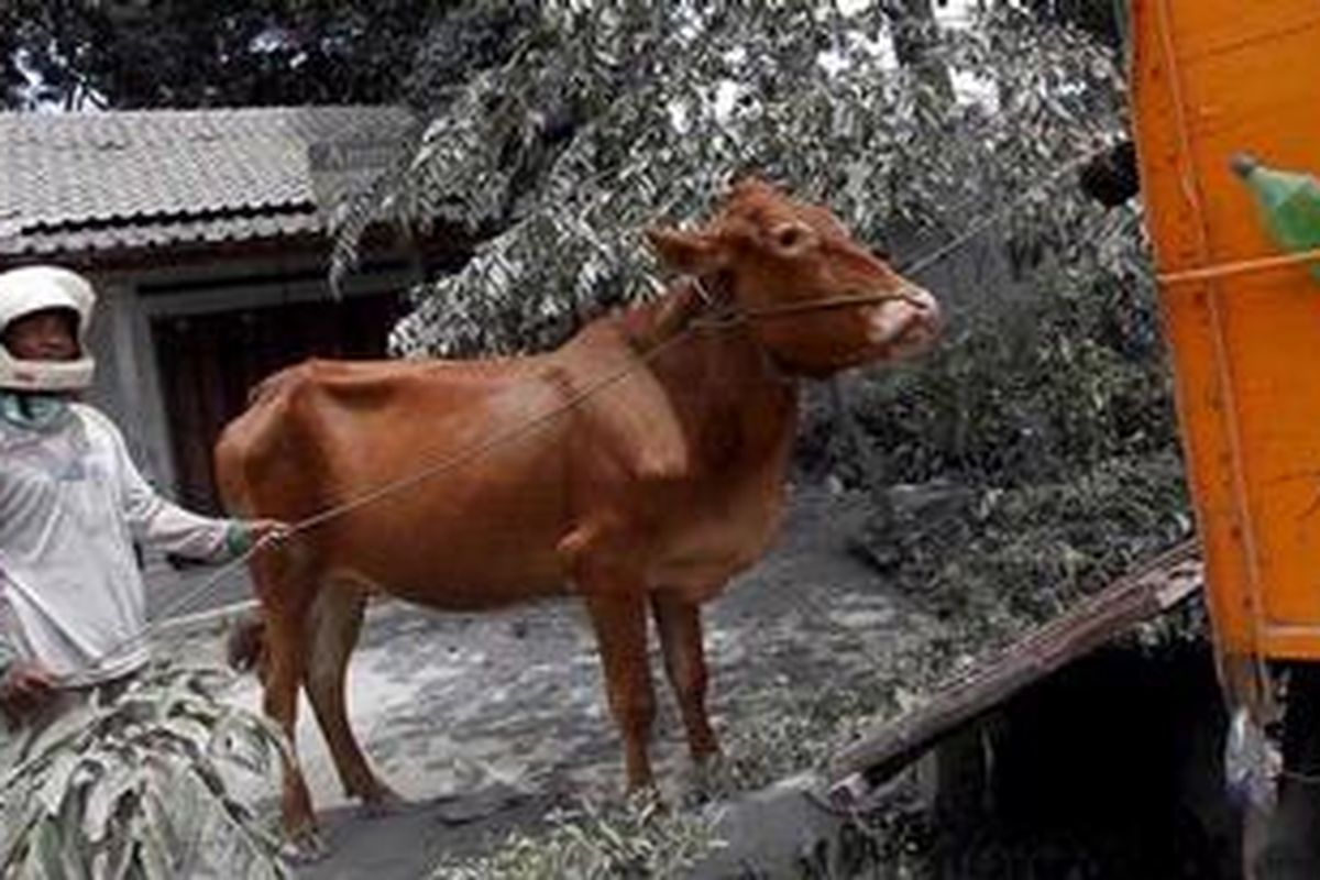Warga korban letusan Gunung Merapi mengevakuasi hewan ternak di Dusun Geblok, Desa Wukirsari, Kecamatan Cangkringan, Sleman, DI Yogyakarta, Sabtu (6/11/2010). 