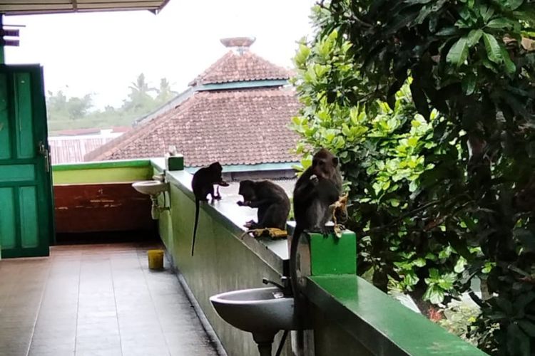 Monyet Berkeliaran di SMPN 1 Sleman, Ternyata Lepas dari Ibarbo Park