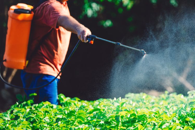 Ilustrasi menyemprotkan herbisida menggunakan handsprayer