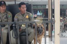 Satpol PP Nunukan Pamerkan Anjing Pelacak dalam Penertiban IMB