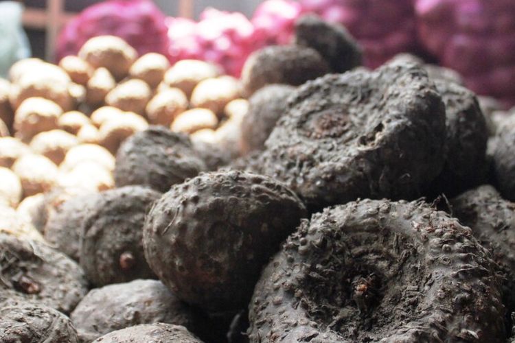 Hasil panen tanaman porang di Kabupaten Cianjur, Jawa Barat.