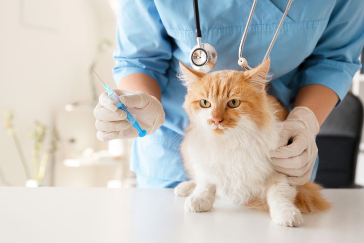 Ilustrasi kucing ke dokter hewan, Ilustrasi kucing mendapatkan suntikan vaksinasi.
