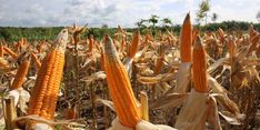 Distribusi Jadi Hambatan Saat Panen Jagung Melimpah