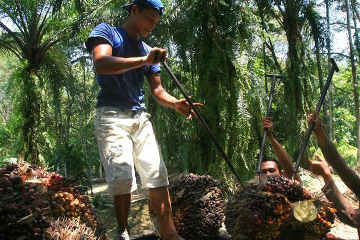 Ilustrasi: Pekerja mengangkut biji tandan buah segar kelapa sawit ke atas truk usai dipanen di Desa Talun Kenas, Deliserdang, Sumut, beberapa waktu lalu.