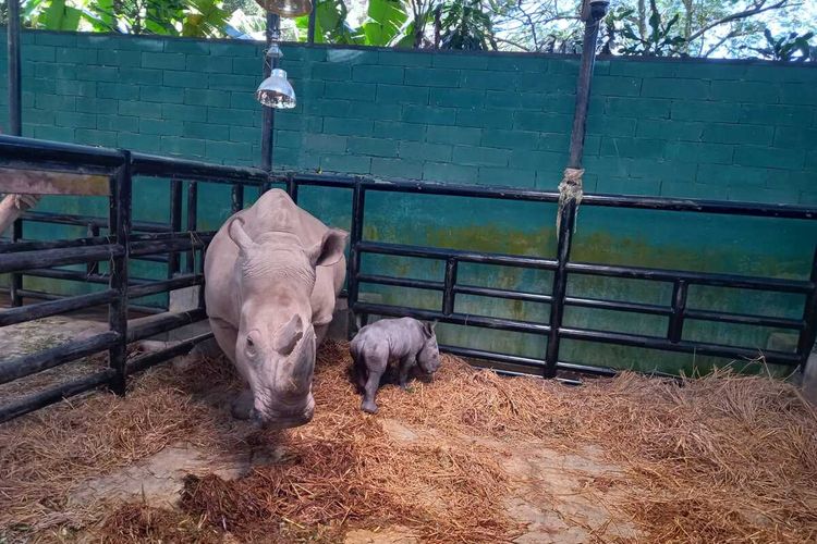 Taman Safari Bogor, Jawa Barat, menyambut kelahiran seekor bayi badak putih atau Ceratotherium simum, Sabtu (8/4/2023).