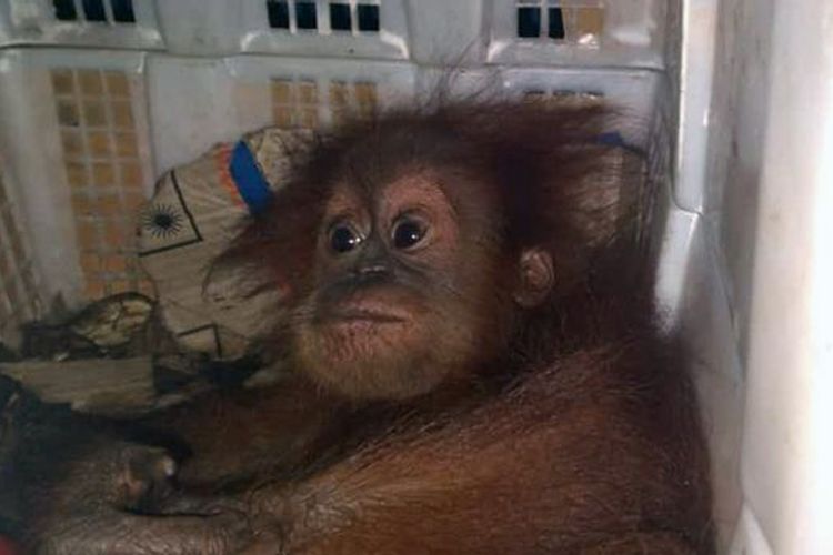anak Orangutan Sumatra yang penyelundupannya digagalkan di Pelabuhan Bakauheni pekan lalu. Polisi menangkap EDP (30) warga Medan yang menjadi penjual satwa dilindungi tersebut. (FOTO: Dok. Karantina Pertanian Lampung).
