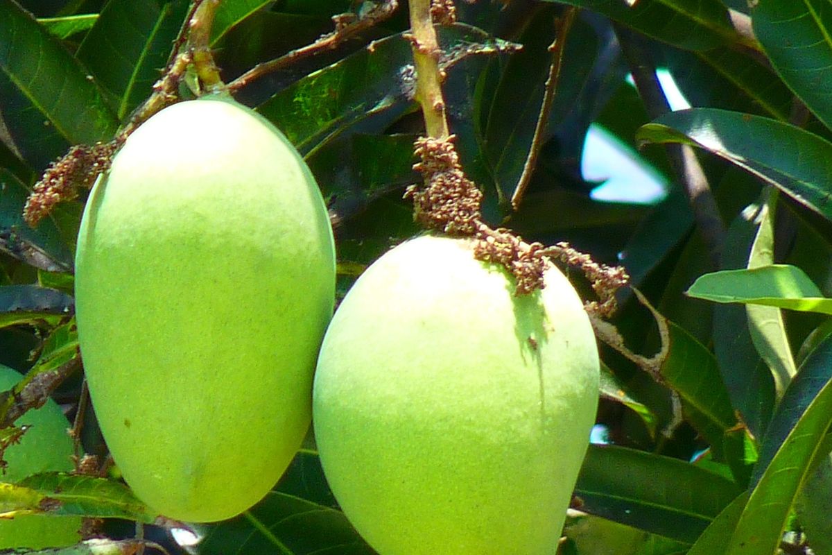 Ilustrasi tanaman mangga, pohon mangga, buah mangga. 