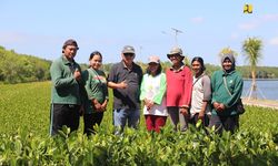 Jokowi dan Para Presiden Bakal Tanam Mangrove di Tahura Ngurah Rai