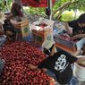 Di Tengah Cuaca Ekstrem, Perkebunan di Demak Panen Jambu Melimpah Capai 90 Ton