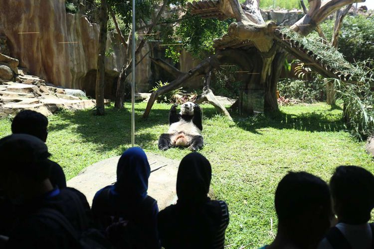 Sejumlah pengunjung menyaksikan seekor panda (Ailuropada melanoleuca) asal China yang diperlihatkan seusai proses karantina di Istana Panda Indonesia, Taman Safari Indonesia Bogor, Jawa Barat, Rabu (1/11/2017). Sepasang panda, Cai Tao (jantan) dan Hu Chun (betina) yang berasal dari pengembangbiakan di China Wildlife Conservation Association (CWCA) akan diperkenalkan untuk publik pada November 2017 ini