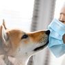 Bisakah Anjing Tertular Flu Manusia?