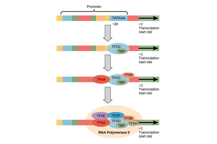Kotak TATA pada promoter dan RNA polimerasi yang membentuk kompleks inisiasi bersama faktor transkripsi (TFIID, DTFIIB, TFIIE, TFIIF, dan TFIIH)