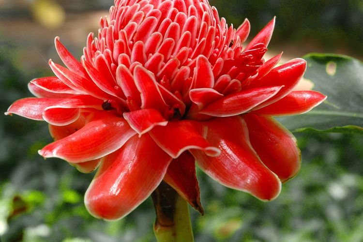 Ilustrasi bunga kecombrang (Etlingera elatior). 