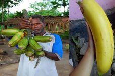 Biggest Banana Tree in the World Found in Papua, Indonesia