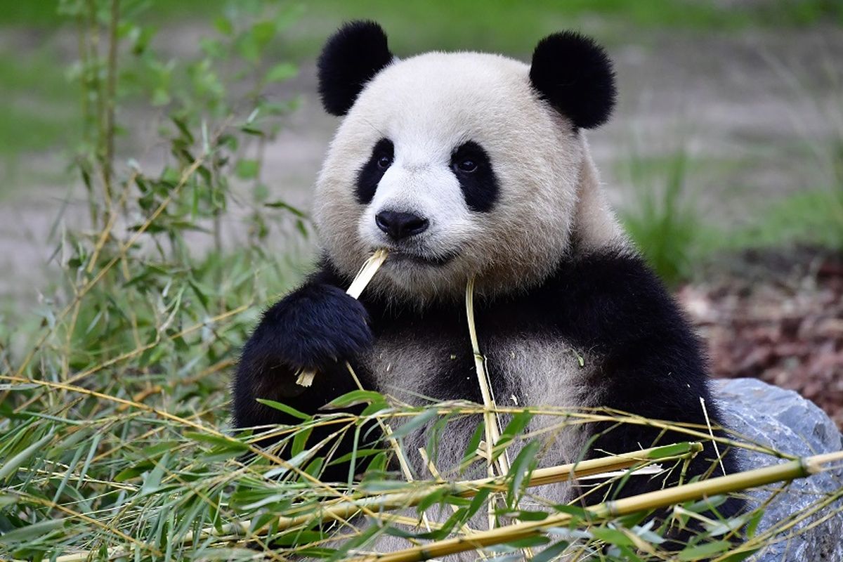 Meng Meng, panda betina di kebun binatang Berlin, Jerman, yang baru saja melahirkan dua bayi, pada Sabtu (31/8/2019) malam.