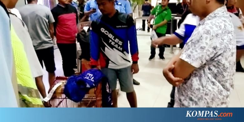 Burung Kacer Rp 150 Juta Hilang Di Bagasi Pesawat Ini Respons