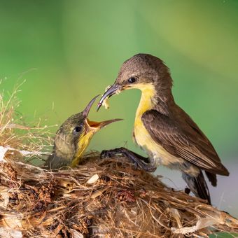 Ilustrasi bayi burung dan induknya.