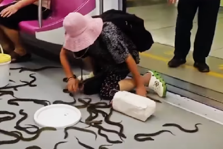 Saat Puluhan Belut Lepas dari Ember di Kereta China dan Penumpang Panik Mengejar