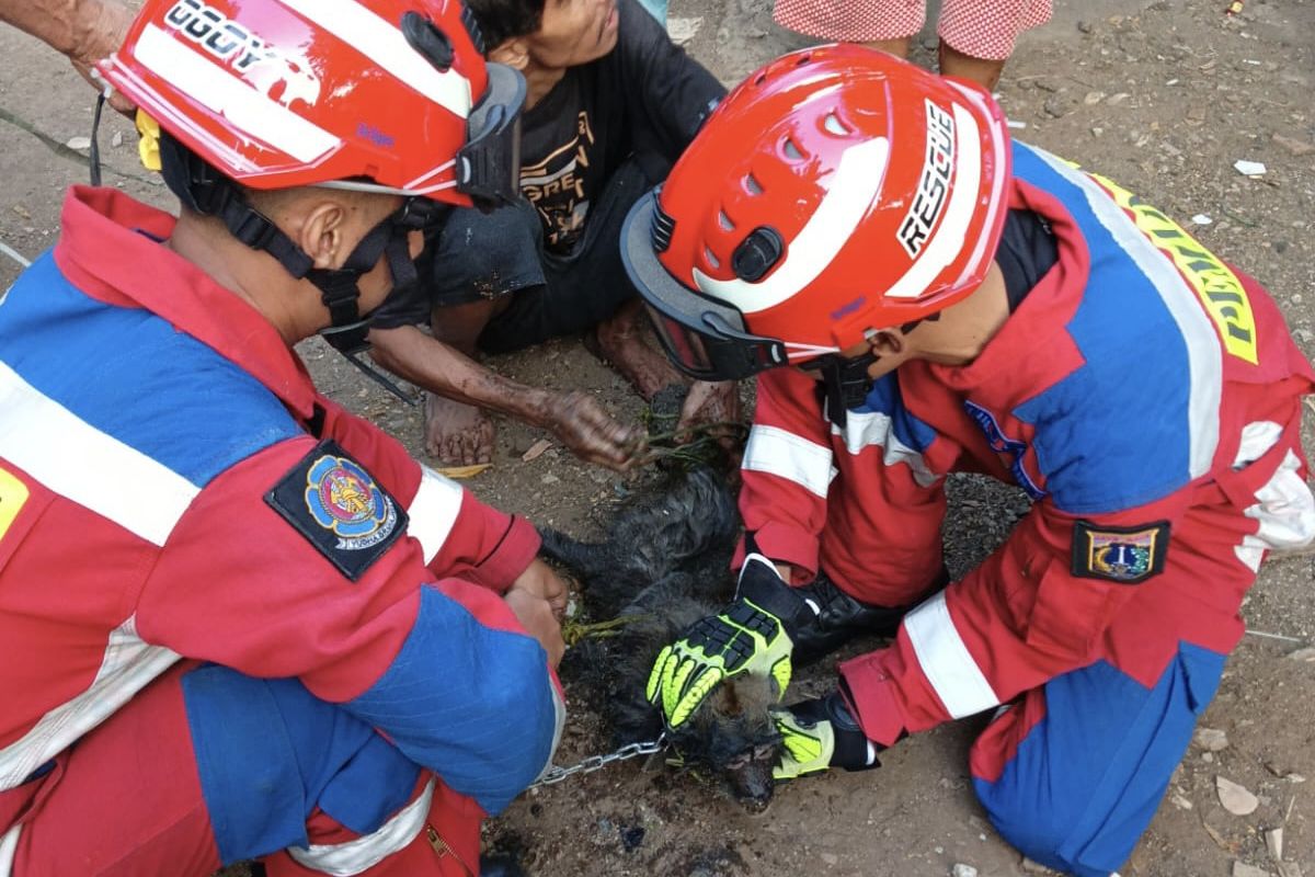 Suku Dinas Penanggulangan Kebakaran dan Penyelamatan Kota Administrasi Jakarta Timur menangkap seekor monyet liar yang menyerang seorang anak di Jalan Perintis Kemerdekaan Kampung Pedongkelan RT 5 RW 15, Kelurahan Kayu Putih, Kecamatan Pulogadung, Jakarta Timur, Sabtu (5/8/2023).