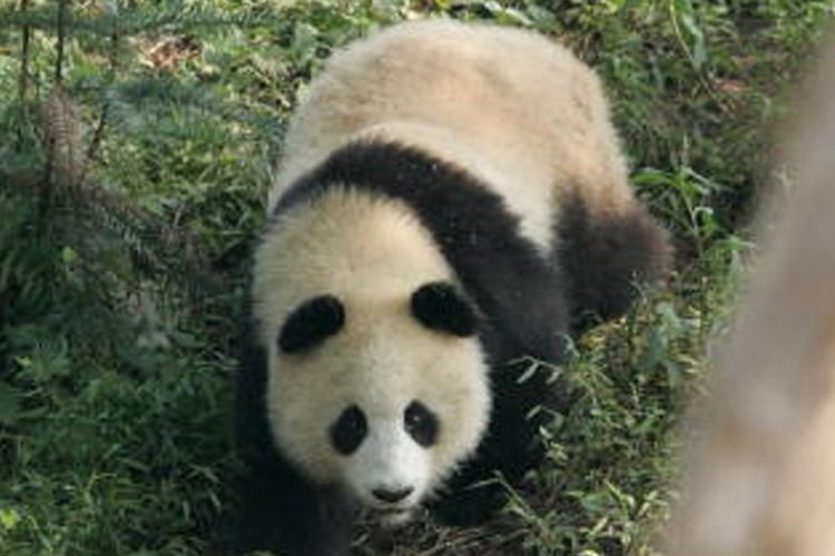 Panda raksasa