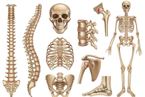 Jenis-jenis Tulang Berdasarkan Zat Penyusunnya