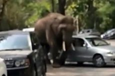Terekam Video, Gajah Patah Hati Mengamuk dan Rusak 15 Mobil
