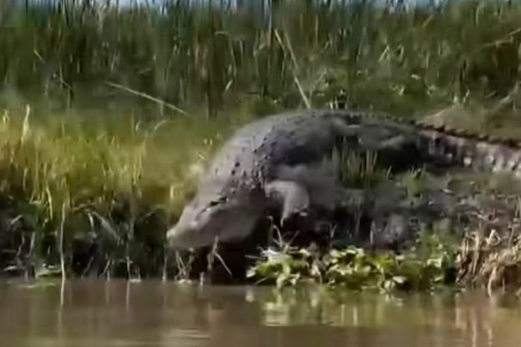 Buaya 4,5 Meter Kerap Terlihat Sedang Berjemur di Sungai Monodon Sidoarjo