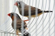 Para Pemilik Harus Tahu, Ini Tanda-tanda Depresi pada Burung