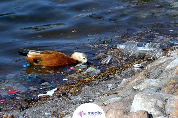 Lautan juga memiliki sisi lainnya, yaitu sampah-sampah yang mengganggu ekosistem hingga mengancam nyawa biota dan satwa laut.