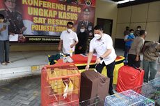 Perdagangan Satwa Dilindungi Terbongkar, BKSDA Jatim: Pelaku Tak Kantongi Izin