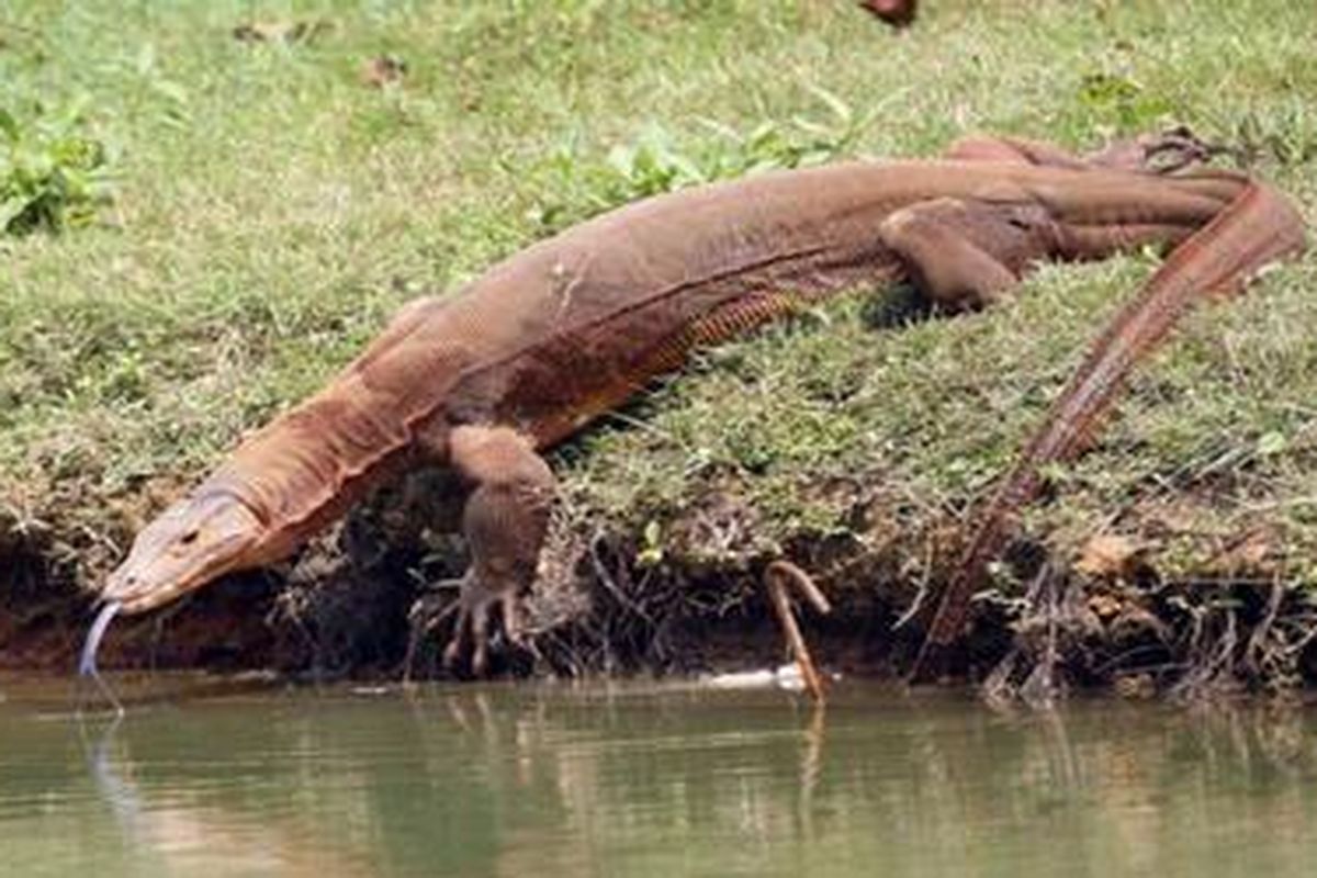 Monitor Lizard, sejenis komodo yang ditemukan di Filipina yang disebut Varanus Bitatawa