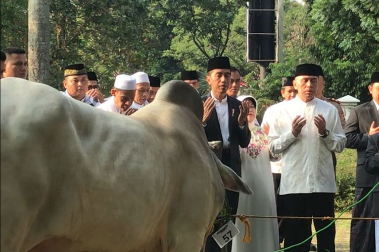 Presiden Joko Widodo saat menyerahkan seekor sapi untuk dijadikan hewan kurban di Hari Raya Idul Adha 1439 Hijriah di Cibinong, Kabupaten Bogor, Jawa Barat, Rabu (22/8/2018).