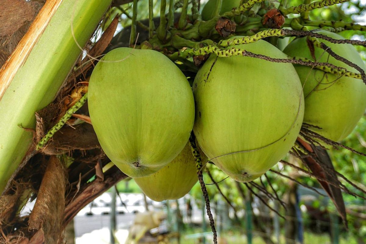 Ilustrasi kelapa, buah kelapa. 