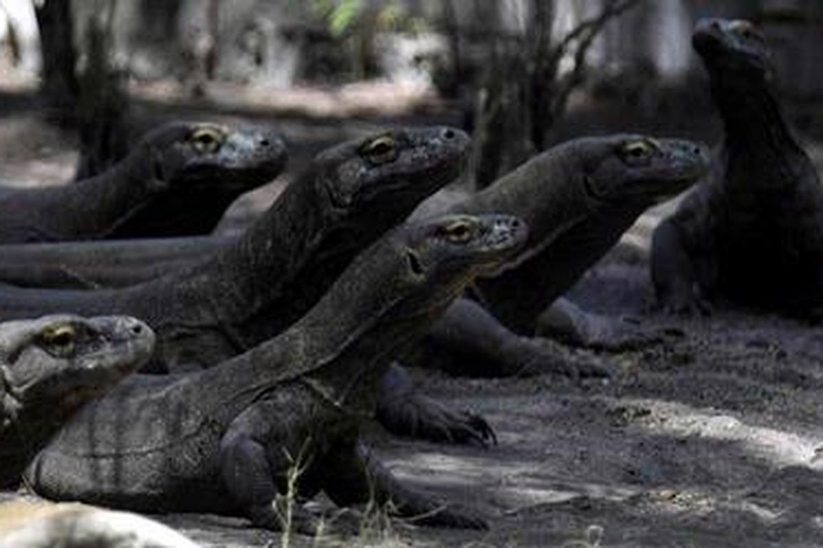 Sejumlah komodo (Varanus komodoensis) menunggu pemberian pakan yang diberikan pawang di kandang komodo di Kebun Binatang Surabaya (KBS), Jawa Timur, Kamis (20/8). KBS sukses menjadi tempat penangkaran komodo di luar habitat aslinya dengan jumlah koleksi ada 82 ekor dari awalnya hanya sepasang yang didatangkan dari Pulau Komodo pada tahun 1980-an. Beberapa komodo hasil penangkaran KBS pernah dikirim ke sejumlah kebun binatang di Jerman dan Afrika Selatan untuk program pertukaran satwa. 