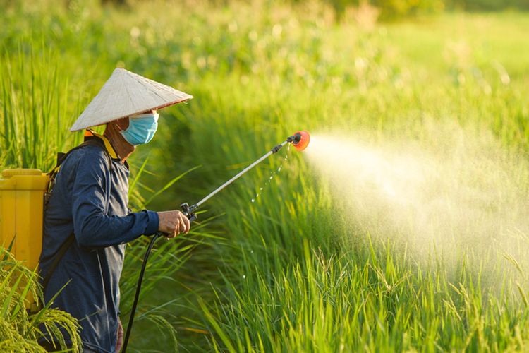 Ilustrasi penyemprotan pestisida pada tanaman padi. 