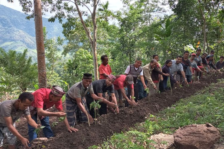 Porang Di Jambi / Porang adalah salah satu komoditas ...